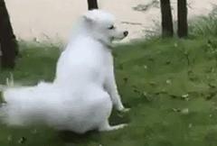 大风天要不要带娃出门,大风天带比熊出门