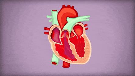 心脏支架说明书,这份通俗易懂的心脏说明书请收好