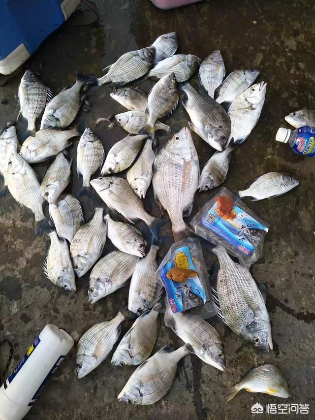 海钓黑鲷鱼钩套装,海钓黑鲷用什么钩好