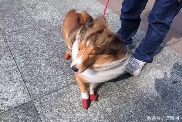 大风天要不要带娃出门,大风天带比熊出门