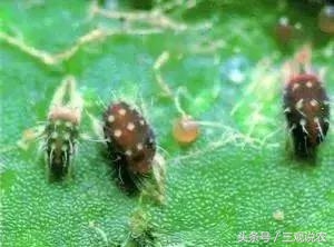 农药哒螨灵,哒螨灵农药有几点功能