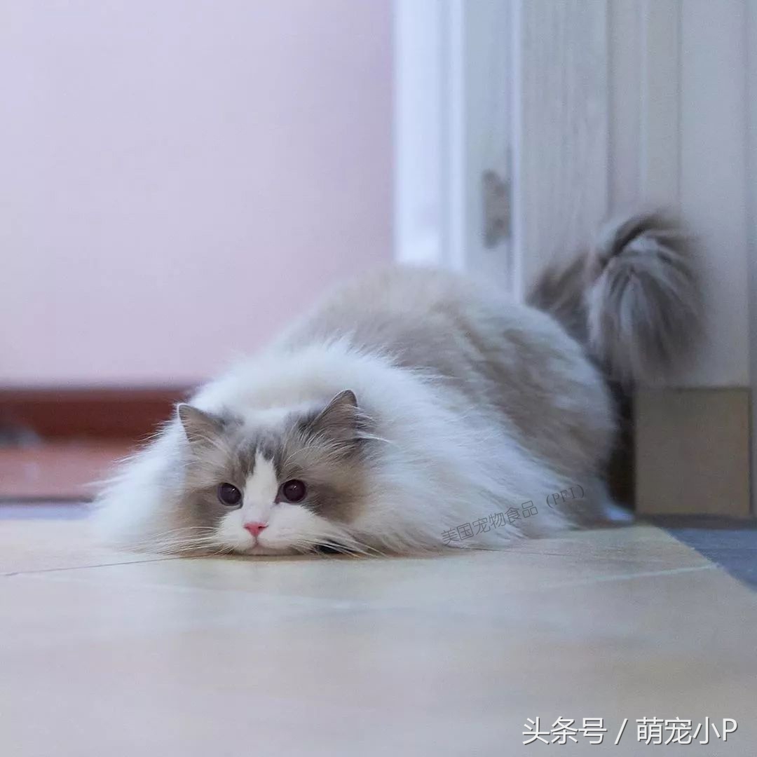 关于猫主子的冷知识和方法,猫主子的护理方法