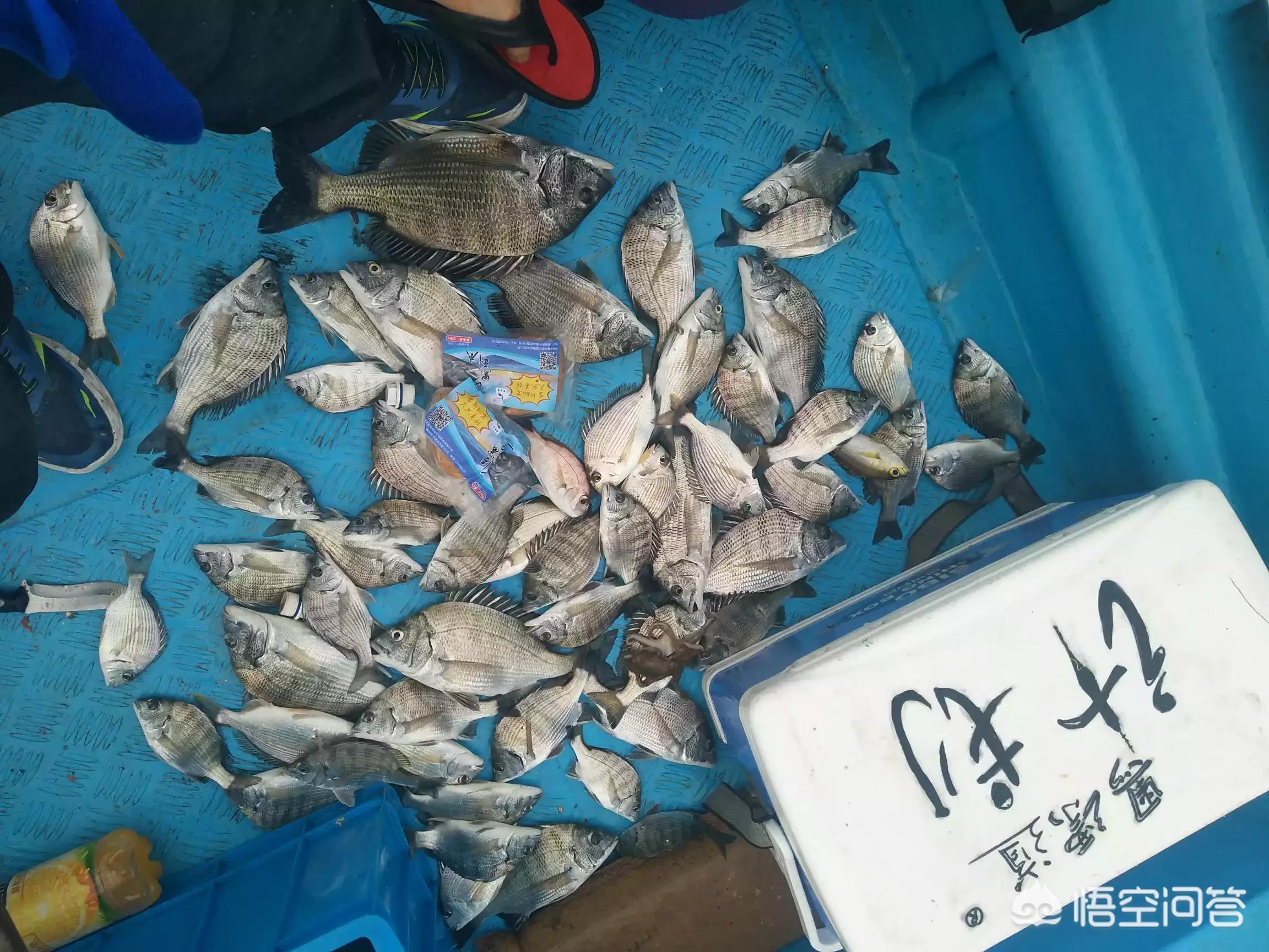 海钓黑鲷鱼钩套装,海钓黑鲷用什么钩好