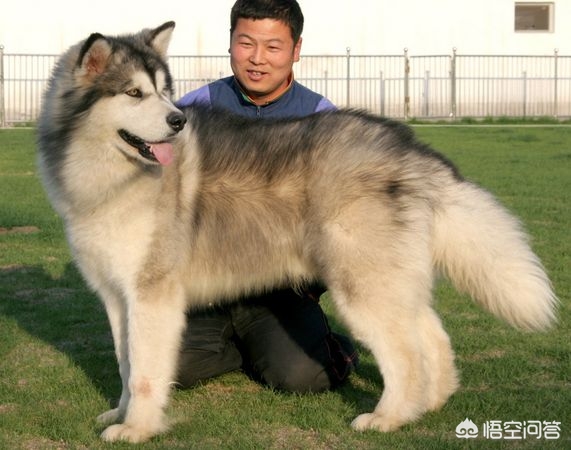 阿拉斯加犬怎么训练听话,如何训练阿拉斯加犬听话