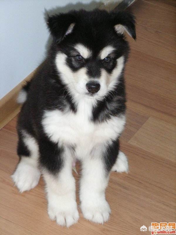 阿拉斯加犬怎么训练听话,如何训练阿拉斯加犬听话