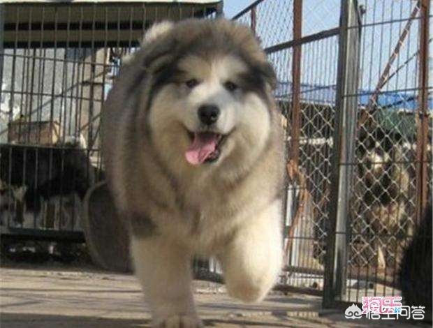 阿拉斯加犬怎么训练听话,如何训练阿拉斯加犬听话