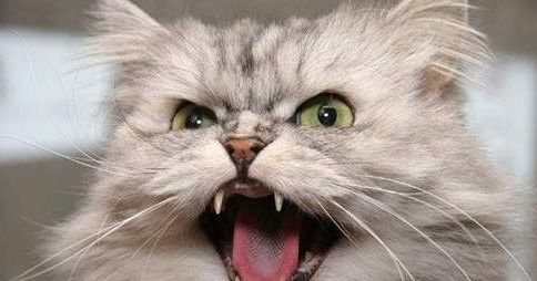 猫咪一看见我就尾巴炸毛,猫咪尾巴炸毛变得很粗是怎么回事