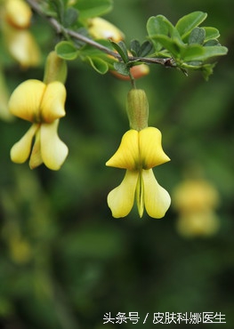 补气升阳的药有啥用,三味中药降血压降脂降糖