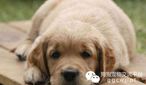 狗狗怎么看发烧没发烧,狗狗发烧了怎么办用最简单的方法