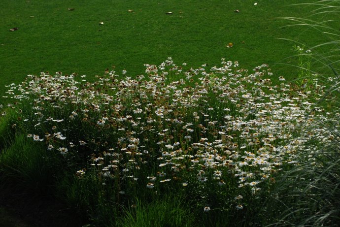 辰山植物园旱溪花境,上海辰山植物园珍稀植物