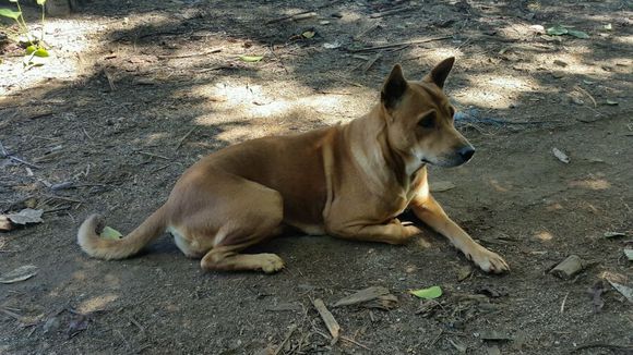 各个国家的土狗图片,20个国家土狗图片