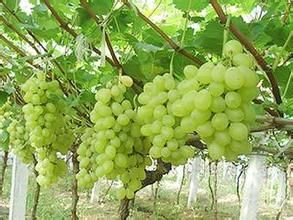 葡萄是不是不能跟西瓜一起吃,葡萄不能和什么一起食用