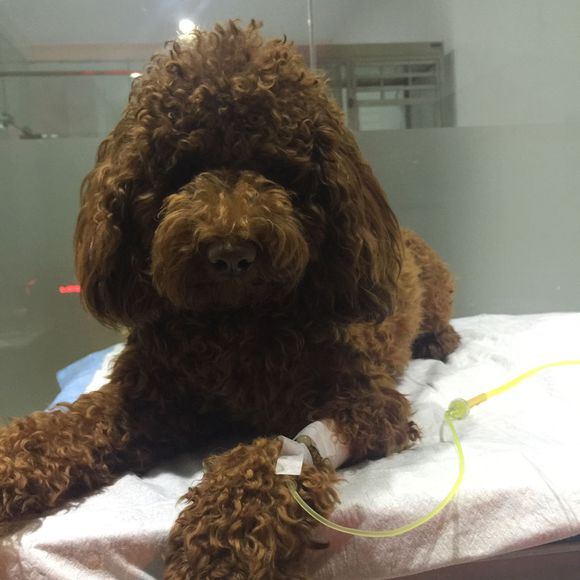 狗狗吃了螃蟹中毒了,狗狗吃了葡萄干去医院救治