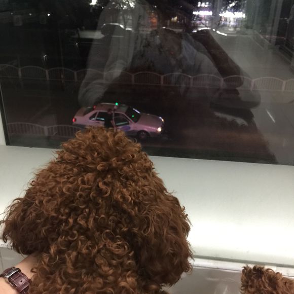 狗狗吃了螃蟹中毒了,狗狗吃了葡萄干去医院救治