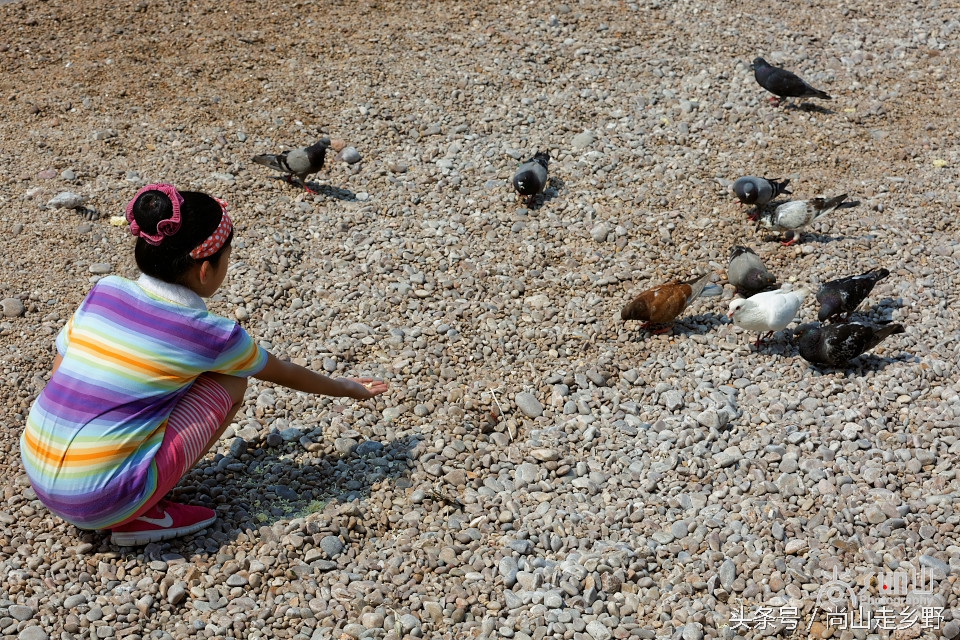 这座没有居民的小岛，是海鸥的王国，为何却叫海驴岛？
