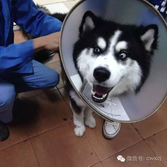 狗狗意外车祸怎么安慰主人,狗狗意外事故怎么赔偿