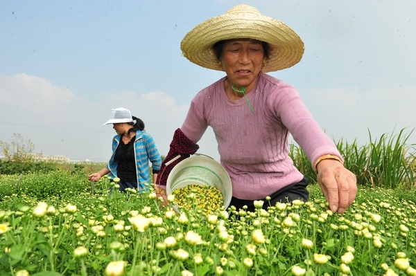 今年的新款胎菊,推荐一款胎菊