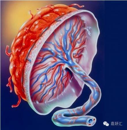 关于孕妇胎盘,胎盘的十大知识