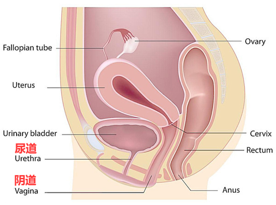 关于卫生棉条的所有问答，果断放弃卫生巾选择卫生棉条！