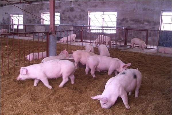 猪磨牙是什么问题,猪磨牙背后隐藏的疾病风险