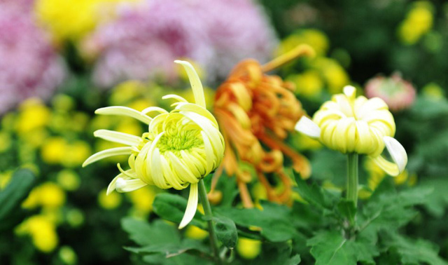 今年的新款胎菊,推荐一款胎菊