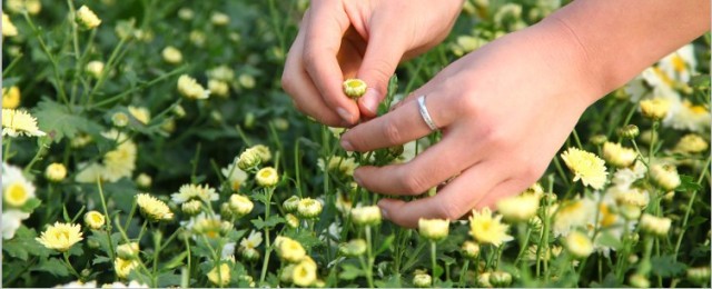 今年的新款胎菊,推荐一款胎菊