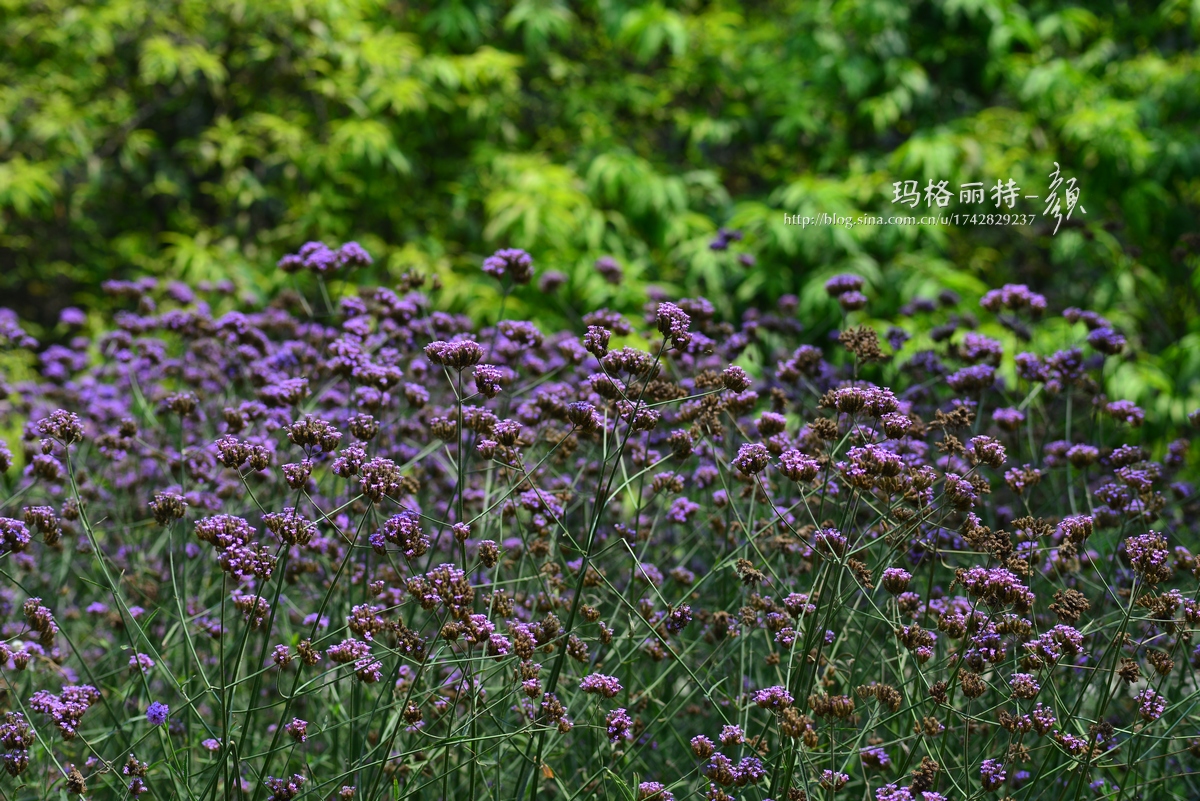 辰山植物园旱溪花境,上海辰山植物园珍稀植物