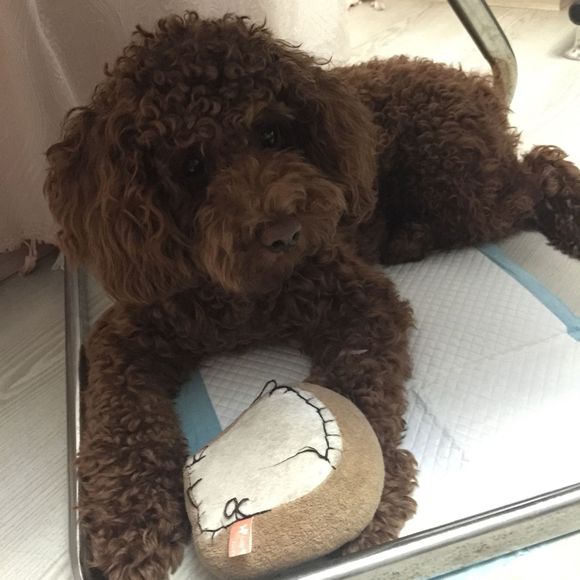 狗狗吃了螃蟹中毒了,狗狗吃了葡萄干去医院救治