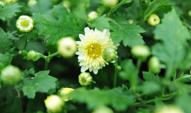 今年的新款胎菊,推荐一款胎菊