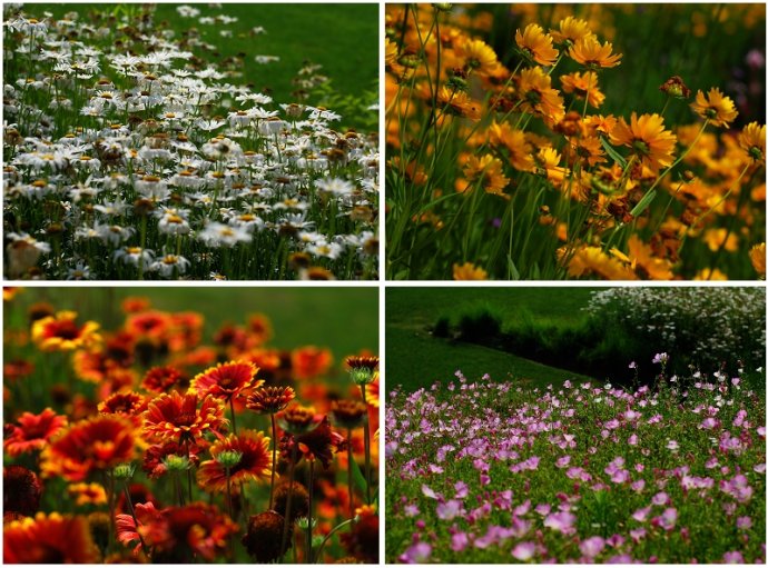 辰山植物园旱溪花境,上海辰山植物园珍稀植物