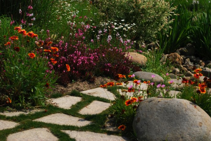 辰山植物园旱溪花境,上海辰山植物园珍稀植物