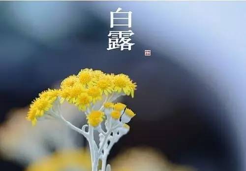 闇蹭粠浠婂鐧芥湀鏄晠涔℃槑瀵瑰簲鑺傛皵,鐧介湶鐨勮瘲鍙ラ湶浠庝粖澶滅櫧