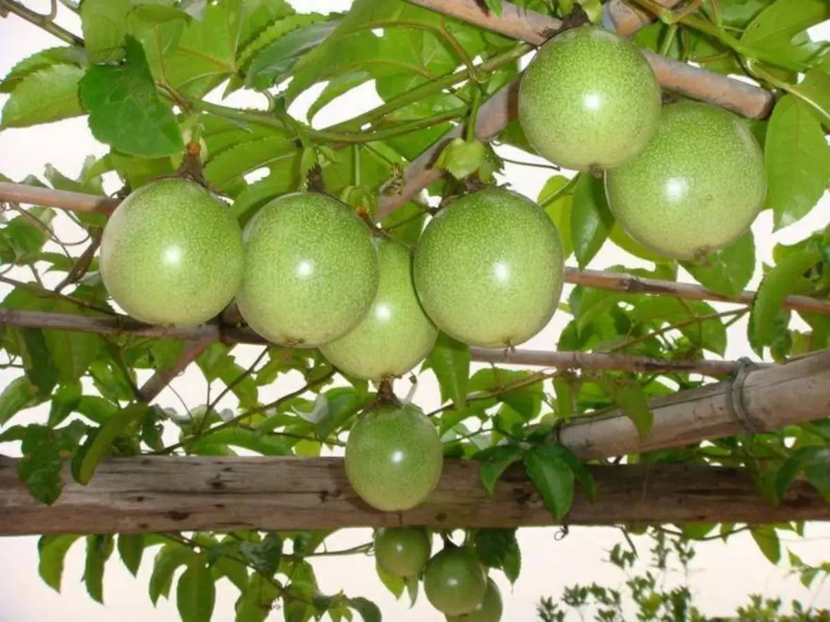 健康养生鲜酿酵素,一杯鲜酿酵素的快乐