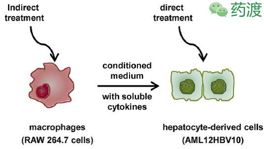 乙肝peg疗法,msc治疗乙肝