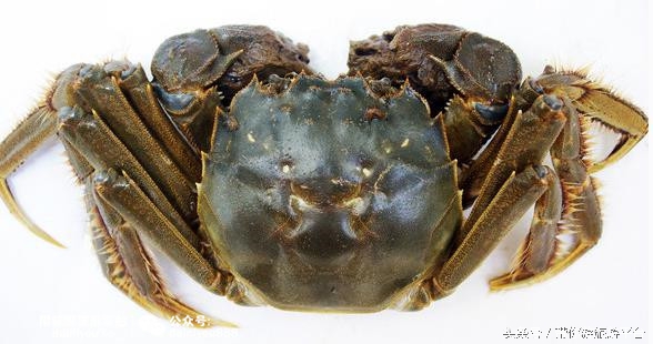 中秋适合吃什么螃蟹,中秋吃螃蟹最佳时间