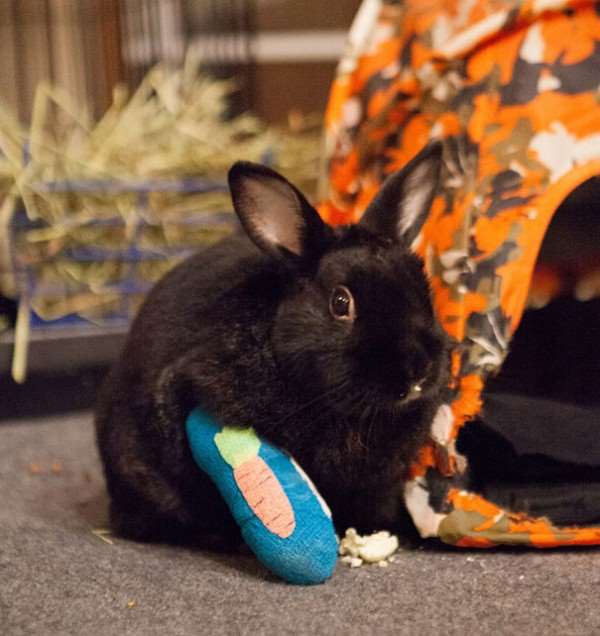 为了让弯曲的鸟爪恢复正常，灵机一动的他们想出这个小妙招