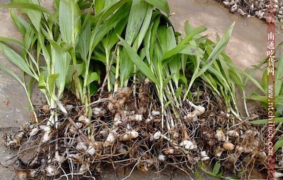 中药药用一览表 (消炎中药药用一览表)