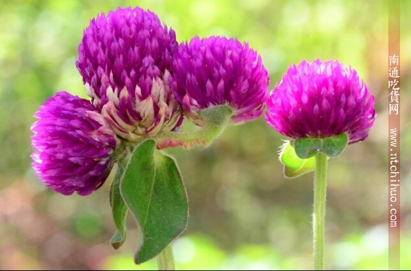 中药药用一览表 (消炎中药药用一览表)