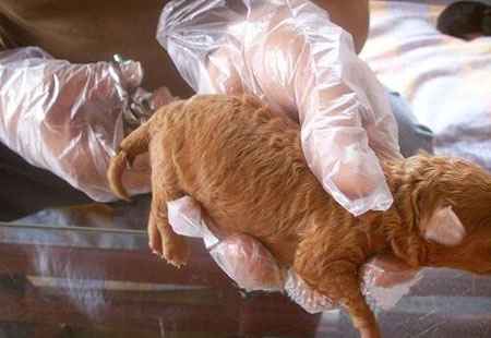 泰迪断尾对狗有好处吗,断尾和不断尾灰泰迪