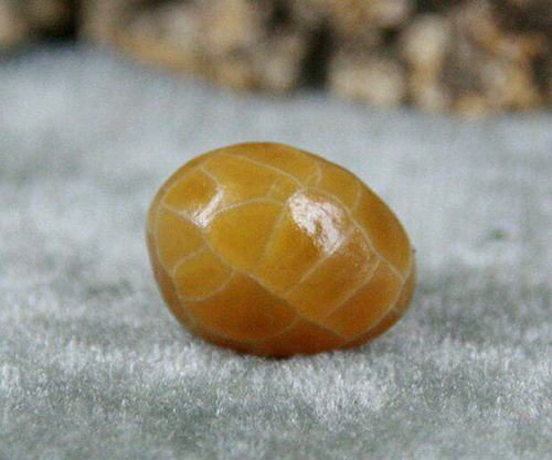 网上的8mm的红玛瑙多少钱一颗,5mm红玛瑙多少钱一粒