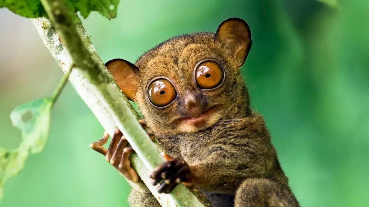 月薪3000的tiffany蓝钻岛