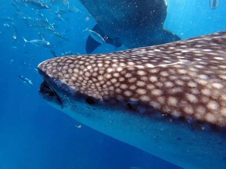 月薪3000的tiffany蓝钻岛