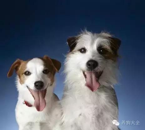 小狗互相打招呼时什么样,全世界狗狗打招呼的方式