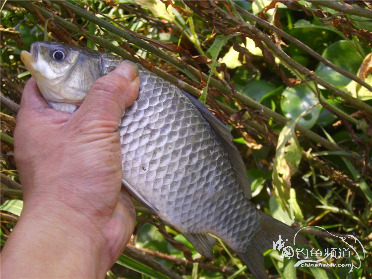 民间特色钓法,径河野钓地点
