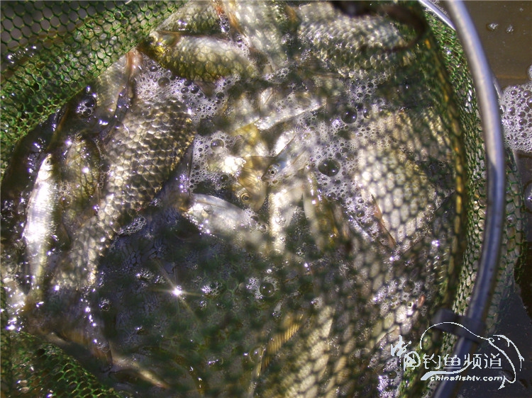 民间特色钓法,径河野钓地点