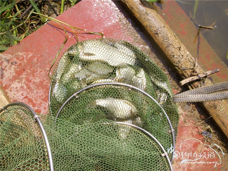 民间特色钓法,径河野钓地点