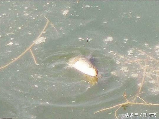 惹瘾上身，擒黑解毒