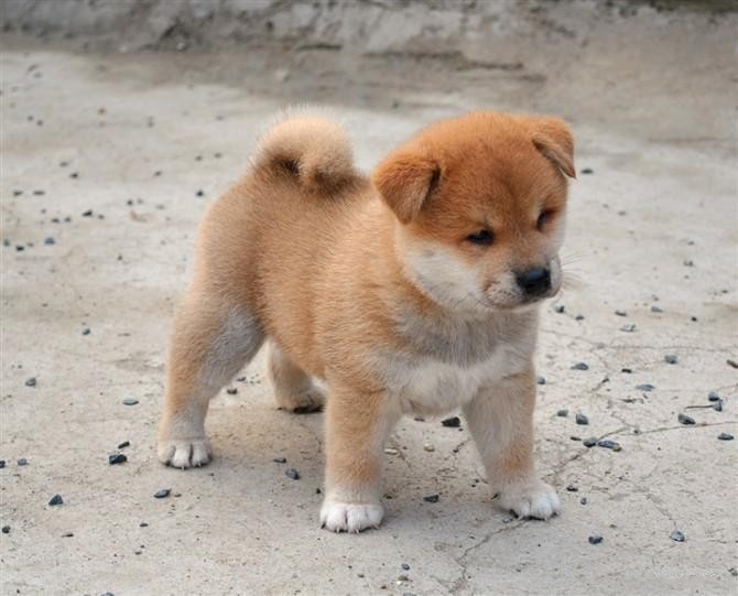 都说不要在淘宝买狗，不信给你看看卖家秀和卖家秀