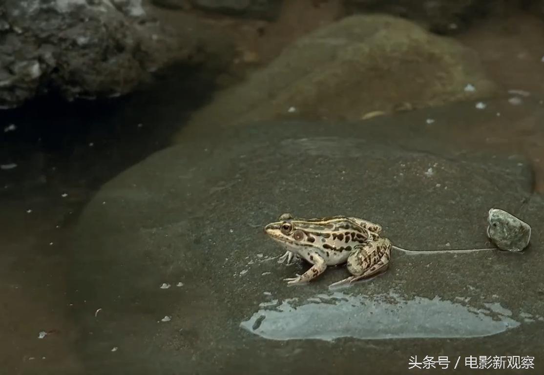 老金剪头发的视频,老金头的作品