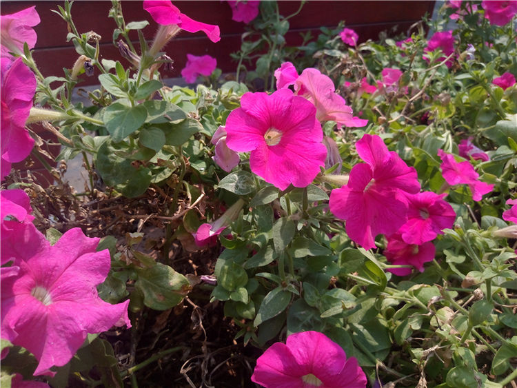 金立m6plus多大屏幕,金立m6plus玩吃鸡